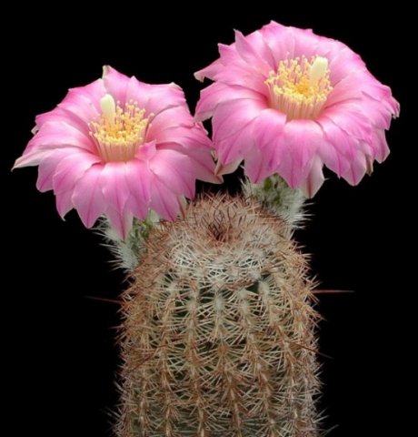 Echinocereus_adustus
